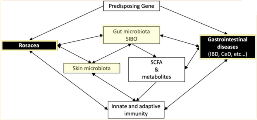 The chart shows the probable mechanism for association between gut health and rosacea gastrointestinal comorbidities. CeD celiac disease, IBD inflammatory bowel disease, SCFA short chain fatty acids, SIBO small intestine bacterial overgrowth.
