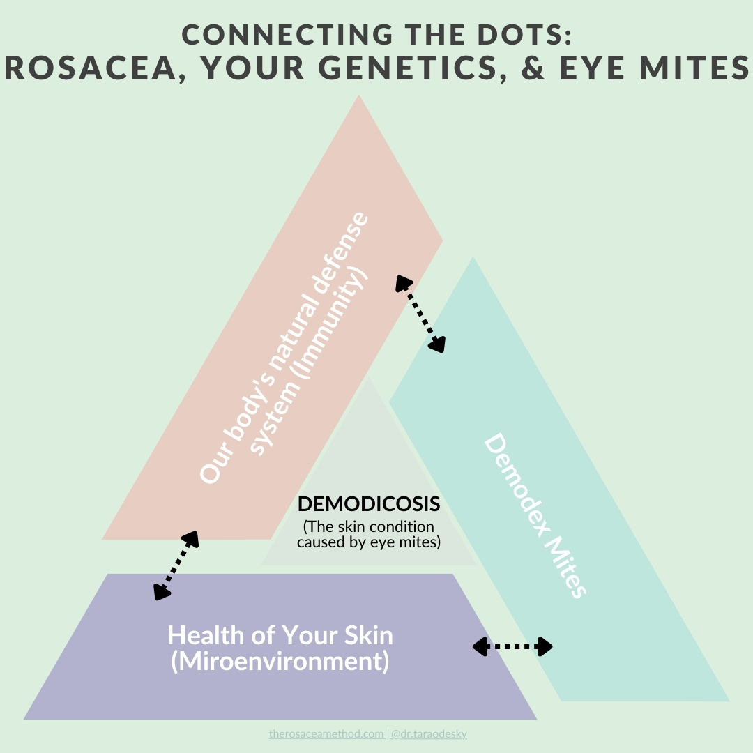 An infographic illustrating the connections between Rosacea, genetics, and Demodex mites, highlighting how signs demodex mites are dying can be interrelated with the skin's microenvironment, our body's natural defense system, and demodicosis. The graphic features three colored triangles intersecting, each representing a different aspect: our immunity in pink, Demodex mites in blue, and the skin's health in purple. Each corner is connected by a dotted line, symbolizing the interconnectedness of these elements, with a reference to the rosaceamethod.com and Dr. Tara Odesky.