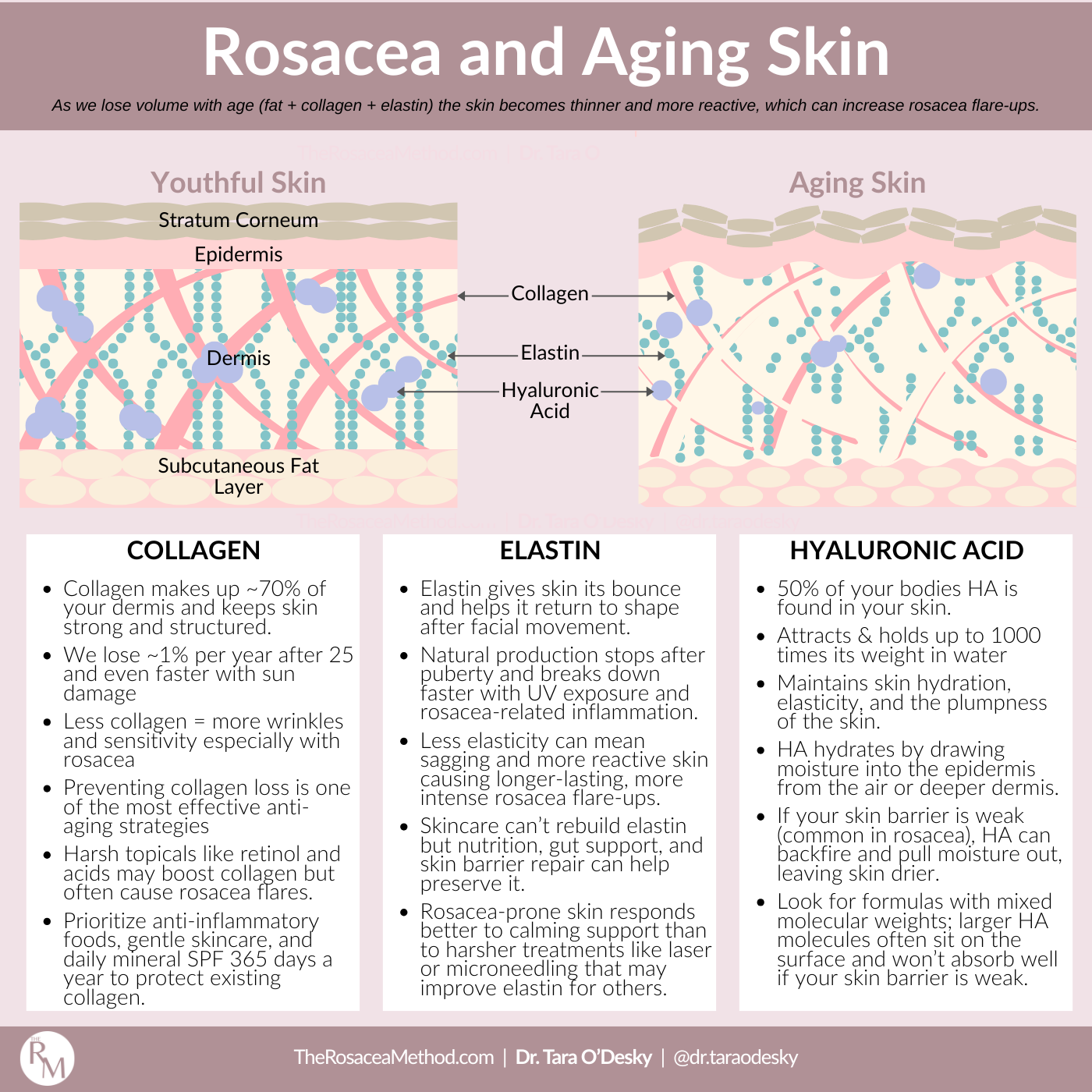 Side-by-side comparison of youthful vs aging skin showing collagen, elastin, and hyaluronic acid changes that explains why does rosacea can worsen with age.