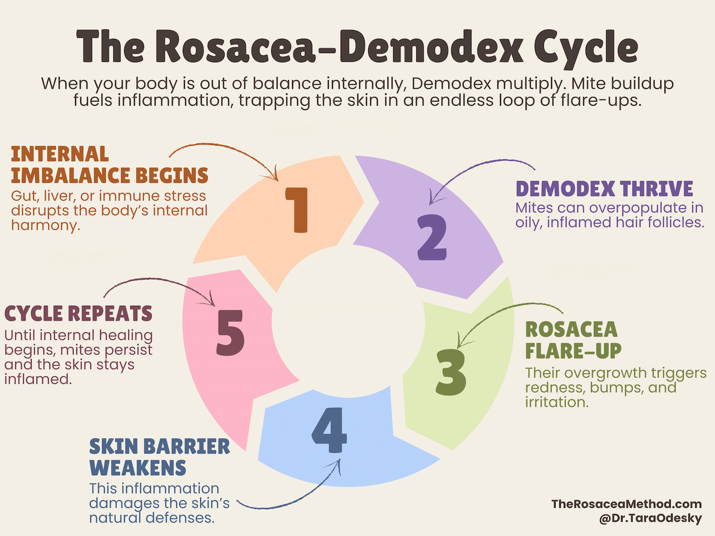 A circular infographic titled “The Rosacea–Demodex Cycle” visually explains the connection behind the question “Can mites cause rosacea,” showing how internal imbalance allows Demodex mites to thrive, trigger flare-ups, weaken the skin barrier, and repeat until balance is restored.